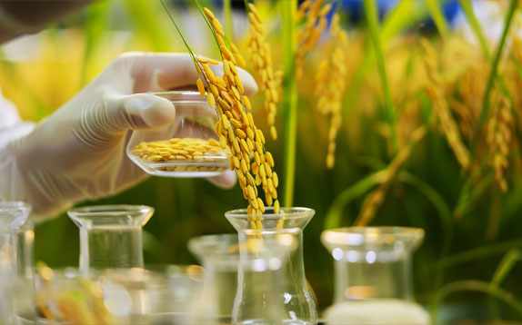 米粉麺(グルテンフリーうどん)/米粉100％への挑戦